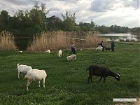 Типичная сельская жизнь.